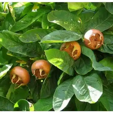 Muşmula (döngel) Fidanı +150 cm ve üzeri yetişkin 6-7 yaş