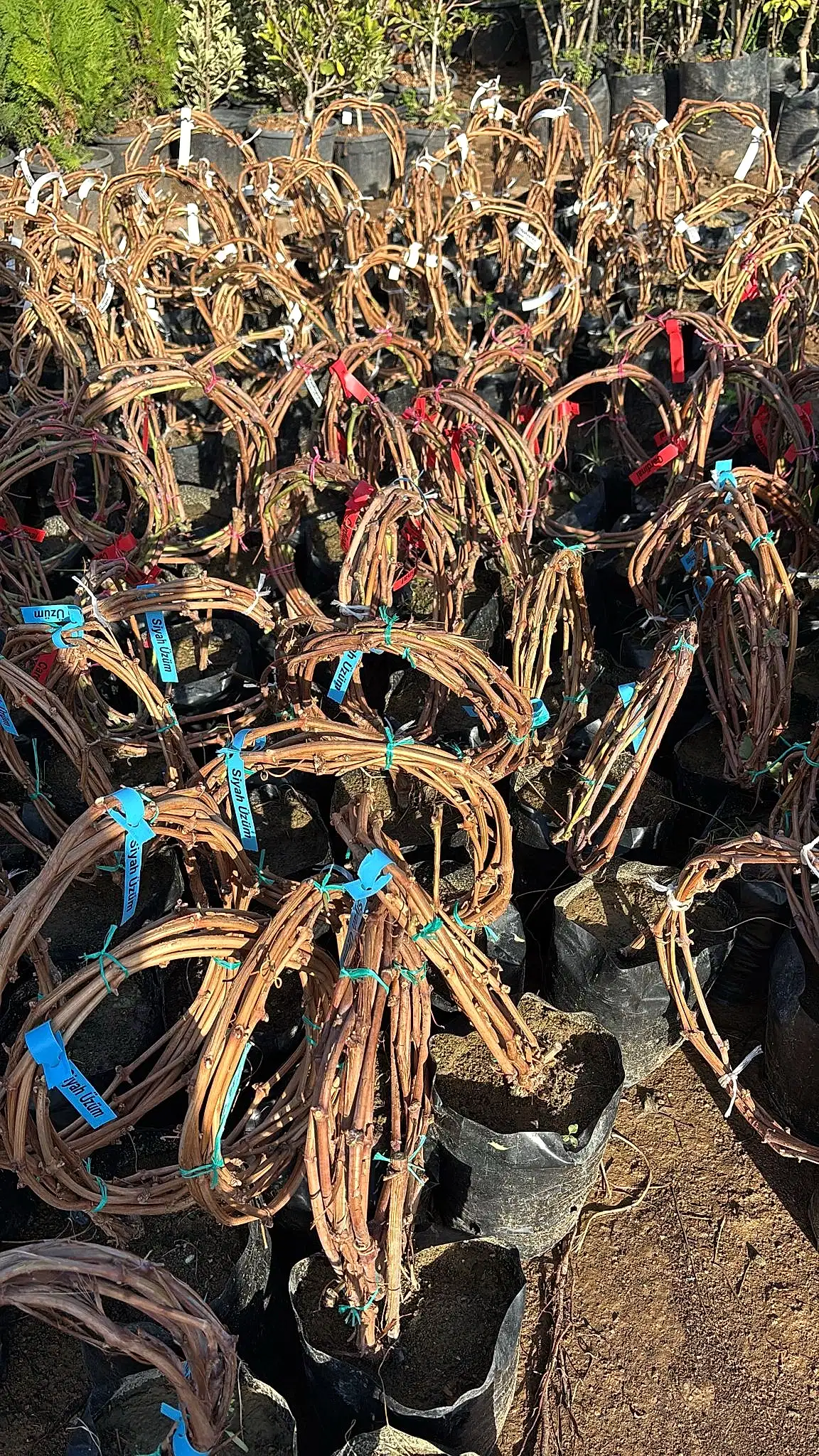 Asma üzüm Çekirdeksiz Siyah Üzüm 120cm ile 200cm