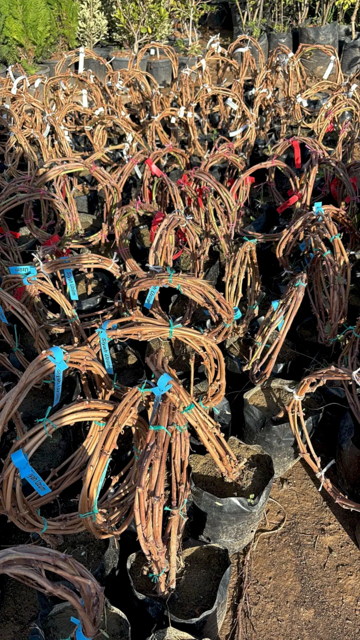 Asma üzüm fidanı sultani çekirdeksiz ÇEMBER 1m ile 2m