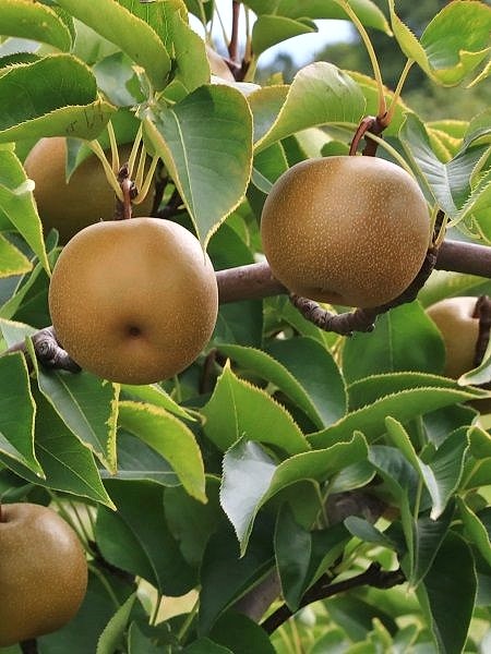 Hosuı Naşi Armut Fidanı , +170 cm torbalı