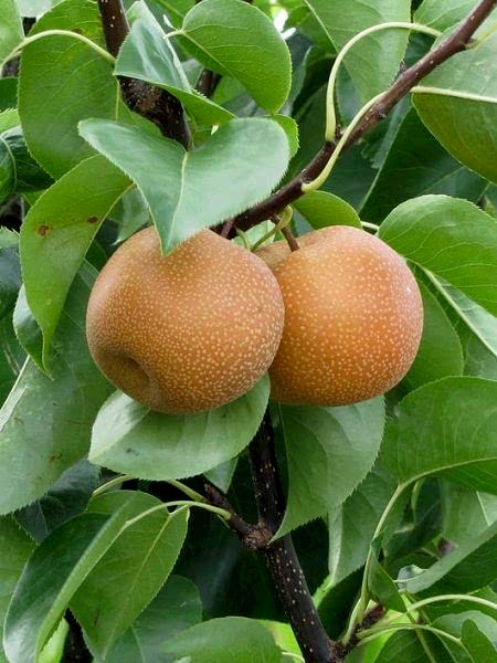 Hosuı Naşi Armut Fidanı , +170 cm torbalı