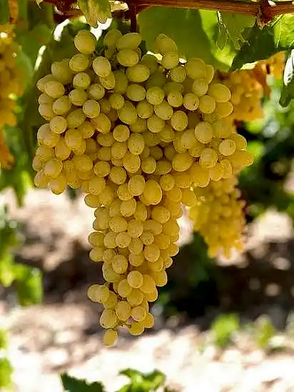 Asma üzüm fidanı sultani çekirdeksiz ÇEMBER 1m ile 2m