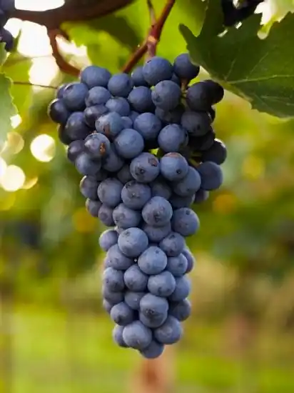  Asma Üzüm Fidanı Siyah Tekirdağ Çekirdeksiz 1m -2 m arasında