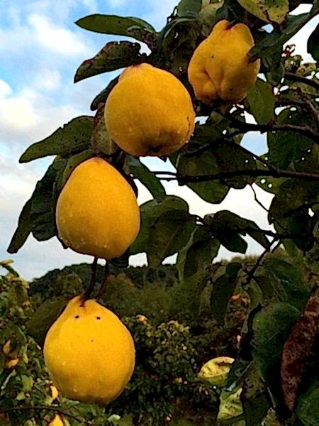 Limon Ayva Fidanı , +170 cm Üzeri , Torbalı 4 yaş