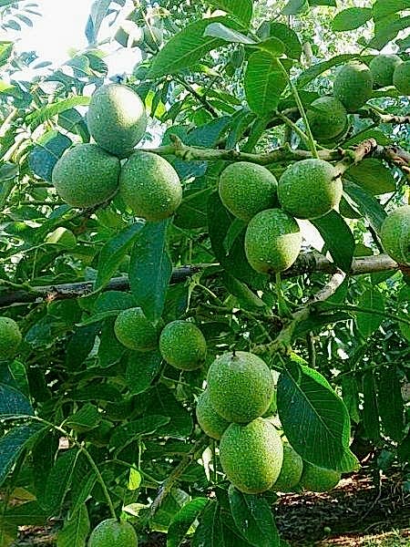 Chandler Amerikan Ceviz Fidanı +150 cm ve üzeri saksılı