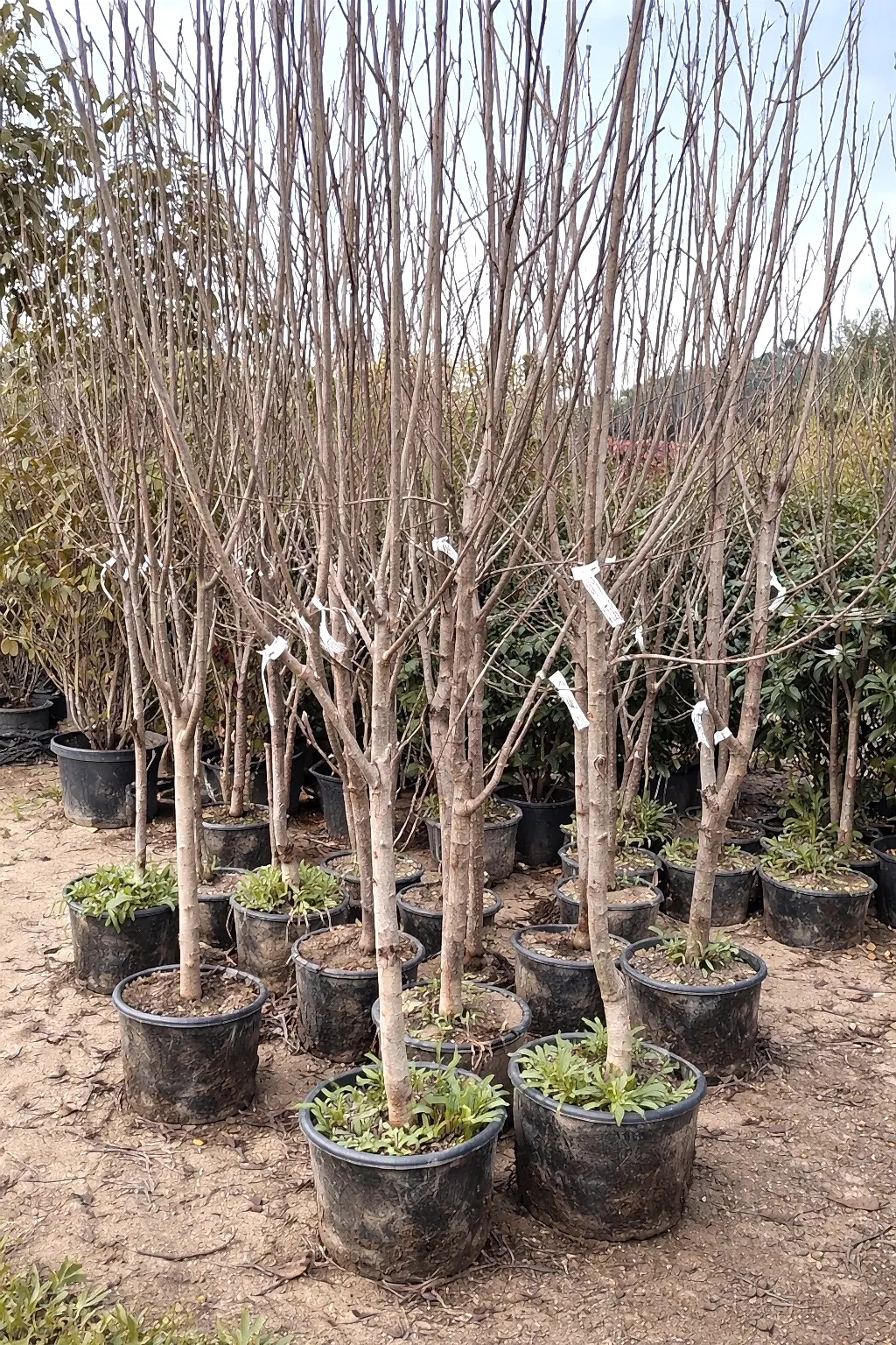 Muşmula (döngel) Fidanı +150 cm ve üzeri yetişkin 6-7 yaş