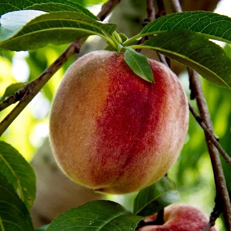 Dixired Şeftali Fidanı 3-4 Yaş Saksılı | Nisasu Fidancılık