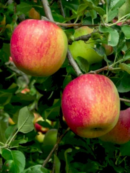 Summer Red Elma Fidanı +170 cm Torbalı