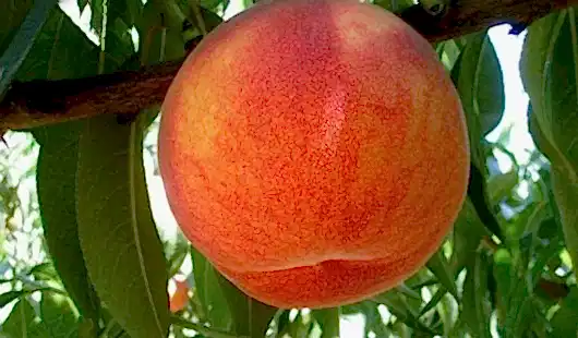 Glohaven Şeftali Fidanı 3-4 Yaş Saksılı | Nisasu Fidancılık