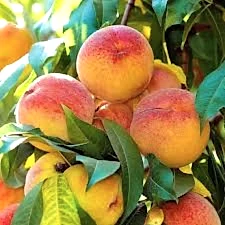 Red Haven Şeftali Fidanı 3-4 Yaş Saksılı | Nisasu Fidancılık