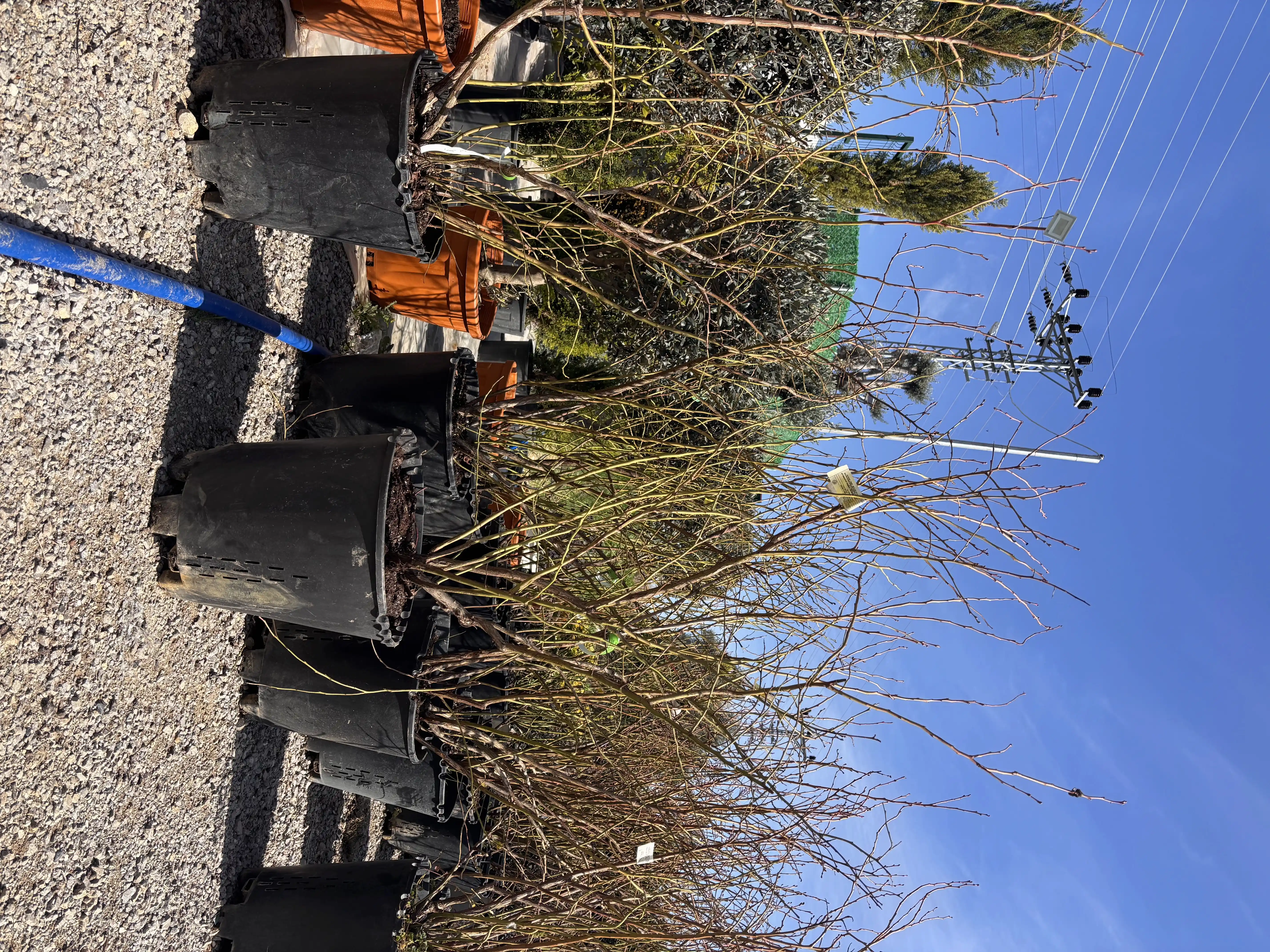 Duke Yaban Mersini Fidanı - Saksılı Blueberry Fidanı