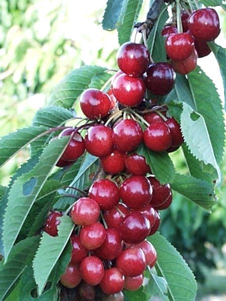 Sweetheart Kiraz Fidanı +170 cm ve üzeri saksılı