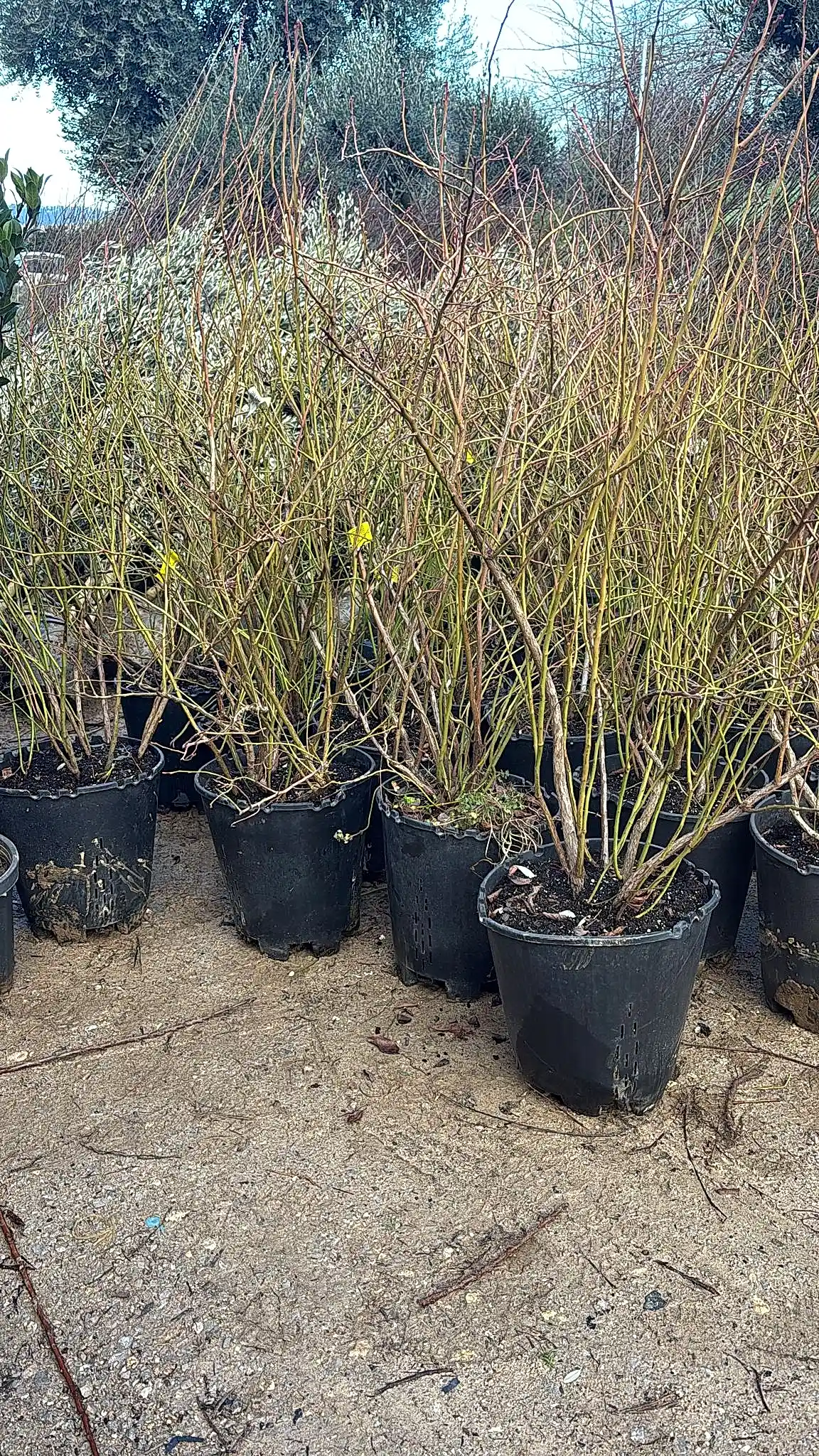 Duke Yaban Mersini Fidanı - Saksılı Blueberry Fidanı