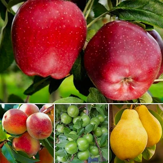 4’lü Hobi Bahçe Paketi  , Hobi bahçelerine özel 150 cm Üzeri ,2- 3 yaş   ,tüplü fidan