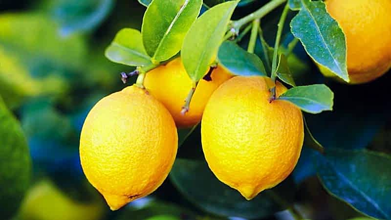 Narenciye Fidanları