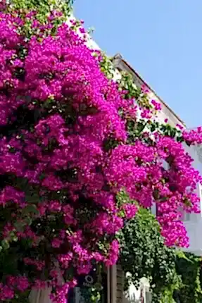 6 Yaş Ada Begonvilİ Fidan