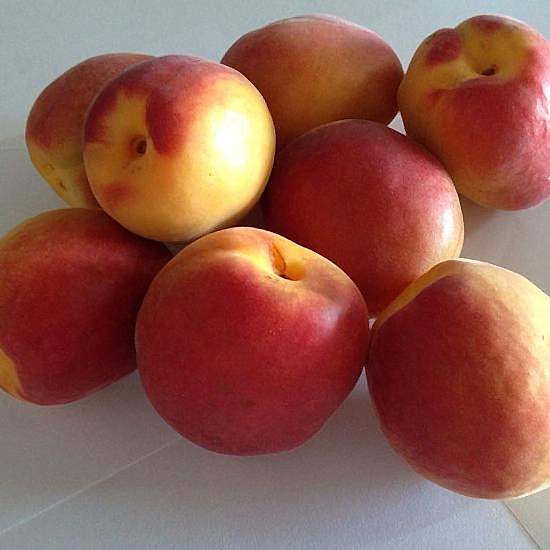  Alyanak Kayısı Ağacı - Saksılı