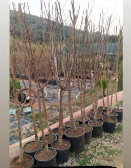 Şekerpare Kayısı Fidanı +160 cm ve Üzeri