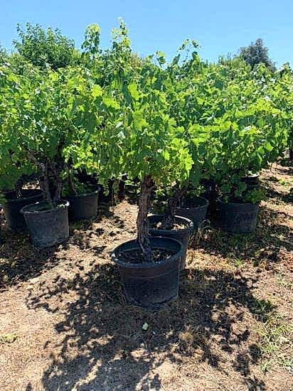 Büyük Yaş Antep Karası Üzüm Fidanı