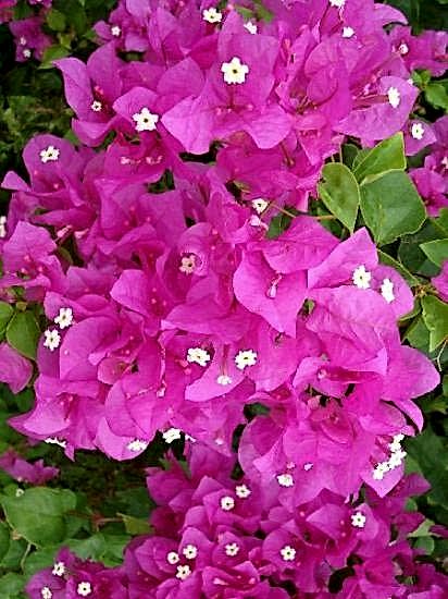 4 Yaş Ada Begonvilİ Fidan