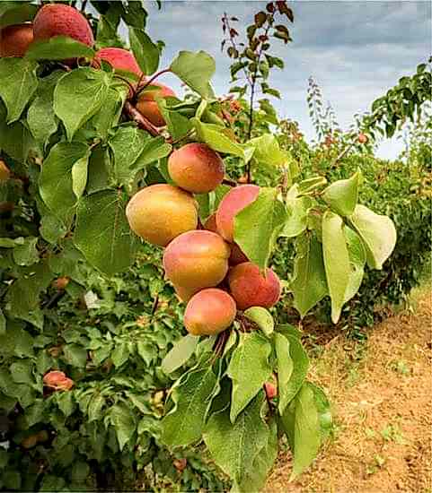 Alyanak Kayısı Ağacı - Saksılı