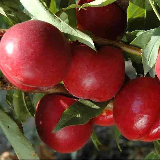 Tüplü Aşılı Amiga Nektarin Fidanı