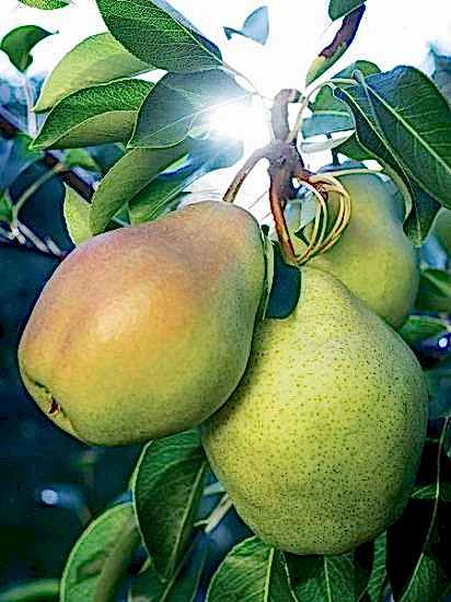 Bahri Bey Armut Fidanı , +170 cm üzerinde sepet saksılı 5 yaş