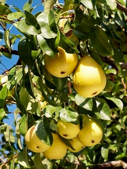 Karahüseyin aşılı  Armut Fidanı, +170 cm saksılı 5 yaş