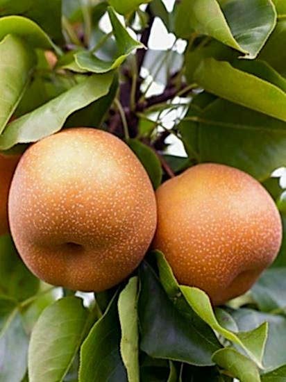 Nashi-Kosui , Naşi Armut Fidanı , +170 cm Torbalı