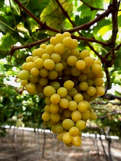 Asma Üzüm Fidanı Ağın beyazı 