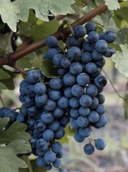 Asma üzüm Çekirdeksiz Siyah Üzüm 120cm ile 200cm