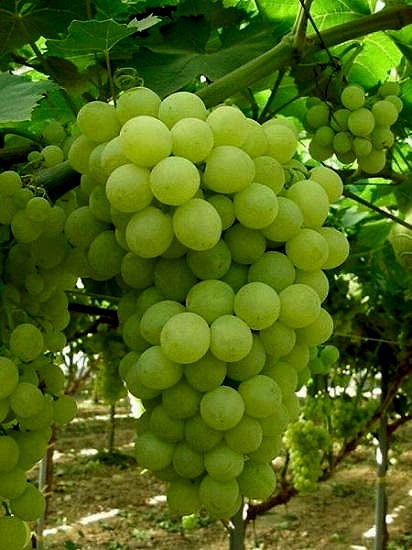  Asma Üzümü Fidan (Early Sweet Seedless) 