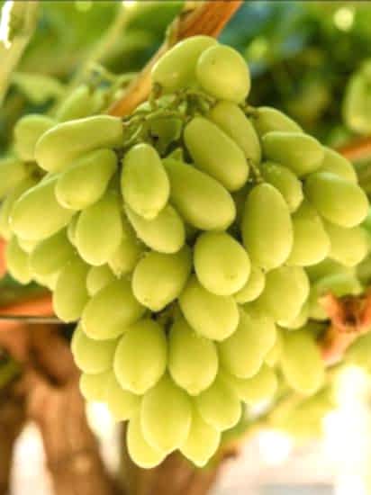 Asma üzüm Fidanı 2m İle 5metre boyunda(hatun parmağı) 