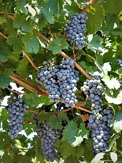 Asma Üzümü fidanı köhnü 