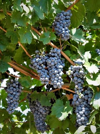 Asma Üzümü fidanı köhnü 