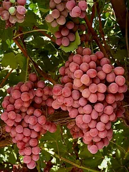 Asma Üzüm Fidanı Red Globe 