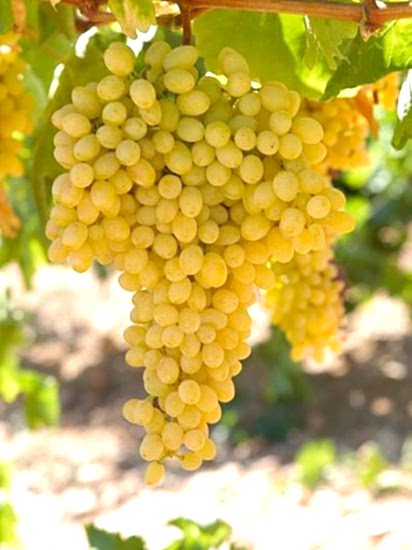 Asma üzümsultani fidan