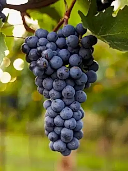 Üzüm Fidanı Siyah Tekirdağ Çekirdeksiz 