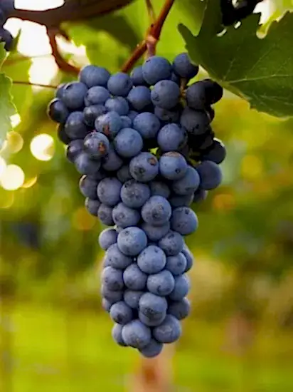 Üzüm Fidanı Siyah Tekirdağ Çekirdeksiz 