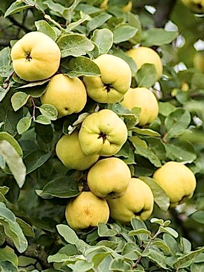 Amerikan aşılı Ayva Fidanı +170 cm ve üzeri 4 yaş