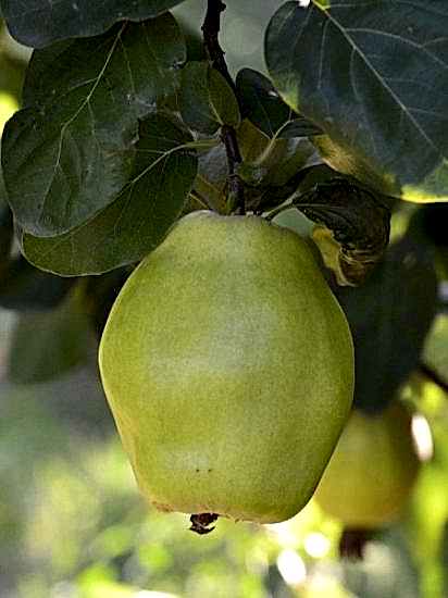 Ege 22 Ayva Fidanı , +200 cm saksılı ağaçlar 9 yaş