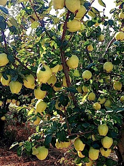 Ekmek Ayva Fidanı , +180 cm Saksılı