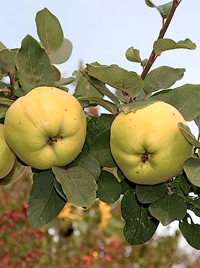 Eşme Ayva Fidanı , +170 cm torbalı 4 yaş