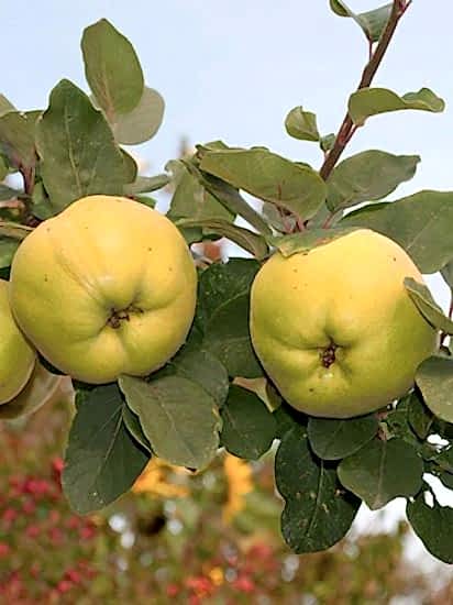 Eşme Ayva Fidanı , +170 cm saksılı 6 yaş