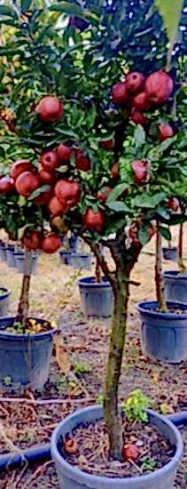 Yetişkin Galaxy Gala Elma Fidanı