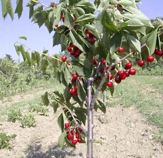 Ziraat 900 Kiraz Fidanı, +170 cm ve üzeri 