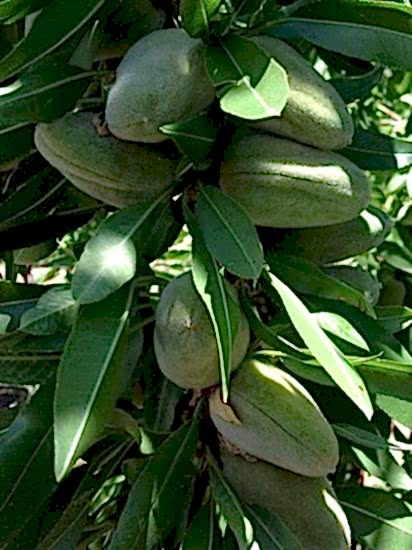 Ferraduel Badem Fidanı 80-100 cm ve Üzeri