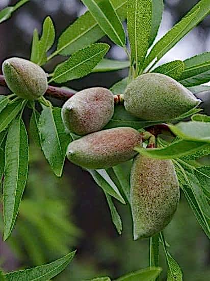 Ferragnes Badem Fidanı SAKSILI