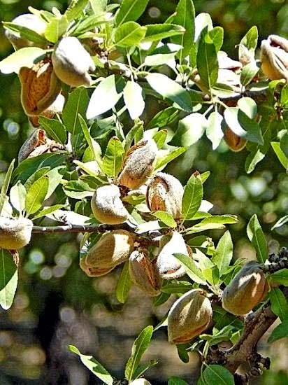 Nonparelle nonpareil Badem Fidanı 80-100 cm SAKSILI