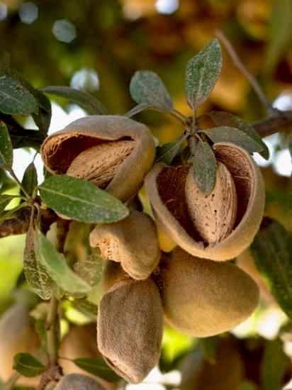 Teksas Badem Fidanı +80-100 cm SAKSILI